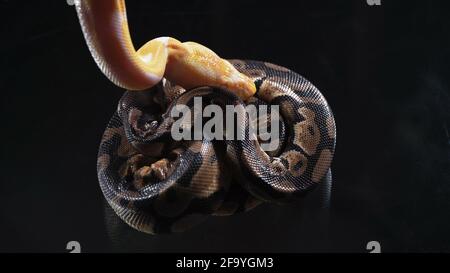 Photo de petit albinos et de boule de phyton royal sur verre Banque D'Images