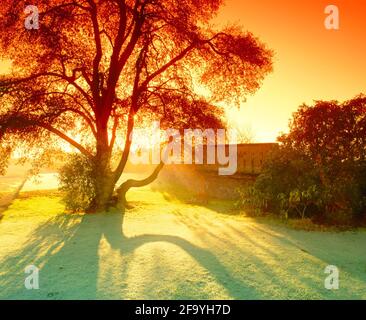 Royaume-Uni, Angleterre, Cheshire, Arley Hall et jardins, lever de soleil givré à travers l'arbre décoratif, Banque D'Images