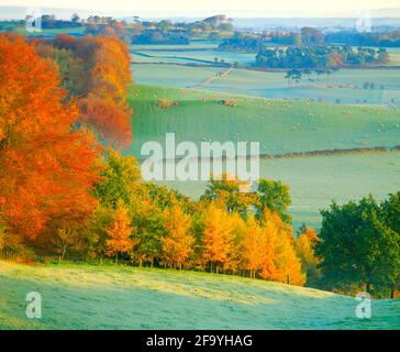 Royaume-Uni, Angleterre, Cheshire, paysage d'automne glacial de Primrose Hill Banque D'Images