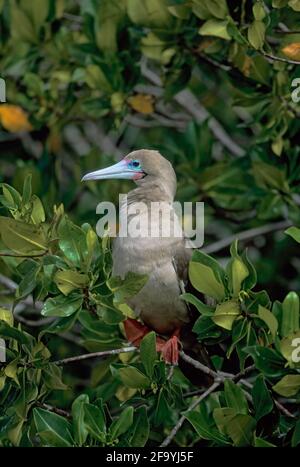 Red Footed Booby Sula Tour (Genovesa) Île Galapagos BI004410 Banque D'Images