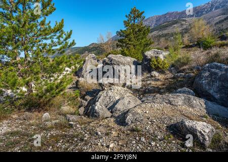 Panorama sur la montagne avec des pins noirs, des buissons et des rochers au premier plan. Parc national de Maiella, Abruzzes, Italie, Europe Banque D'Images