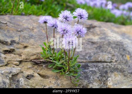 Globularia cordifolia. Guirlande de globe à motif coeurs. Plante à fleurs bleues poussant sur une roche Banque D'Images