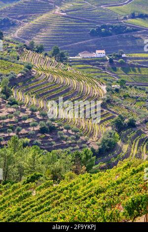 Vale de Mendiz, une vallée qui s'étend le long de la route d'Alijo à Pinhao, est plein de vignobles pour produire le célèbre vin de Port et le vin du Douro. Banque D'Images