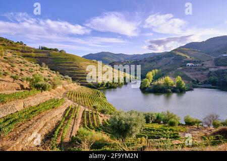 Rivière Tedo, affluent du Douro, et Quinta do Tedo avec ses vignobles en terrasse. Alto Douro, SITE classé au patrimoine mondial de l'UNESCO. Portugal Banque D'Images