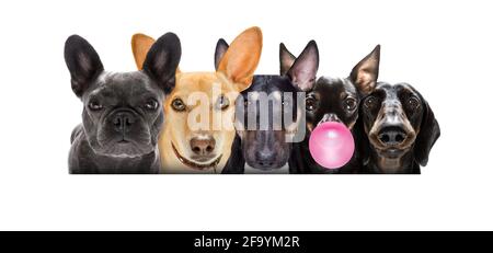 groupe d'équipe rangée de nombreux chiens isolés sur fond blanc, mâchant de la gomme à bulles Banque D'Images