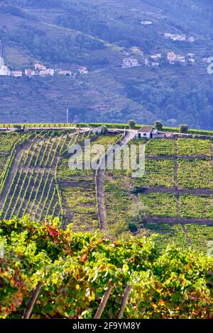 Vignobles en terrasse à Peso da Regua, Alto Douro, site classé au patrimoine mondial de l'UNESCO. Portugal Banque D'Images