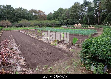 Attribution de légumes cultivés comme dans les jours anciens au Japon au musée en plein air Boso-no-Mura. Banque D'Images