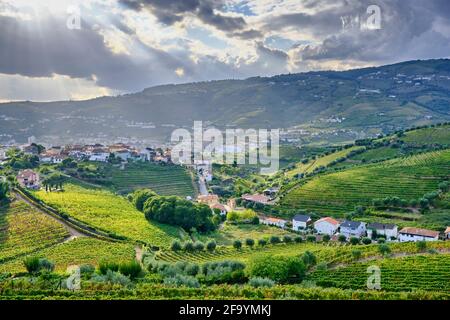 Vignobles en terrasse à Peso da Regua, Alto Douro, site classé au patrimoine mondial de l'UNESCO. Portugal Banque D'Images