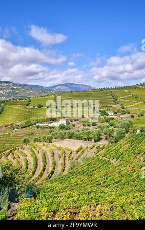 Vignobles en terrasse à Peso da Regua, Alto Douro, site classé au patrimoine mondial de l'UNESCO. La chaîne de montagnes de Marao à l'horizon. Portugal Banque D'Images