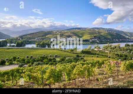 Les vignobles de la Quinta do Mourao donnent sur le fleuve Douro et Peso da Regua. Alto Douro, site classé au patrimoine mondial de l'UNESCO. Portugal Banque D'Images