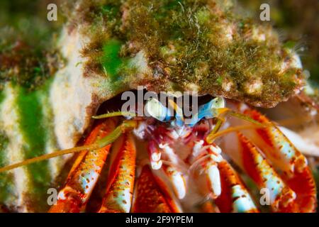 Gros plan d'un crabe Hermit sous l'eau dans la rue Fleuve Lawrence Banque D'Images