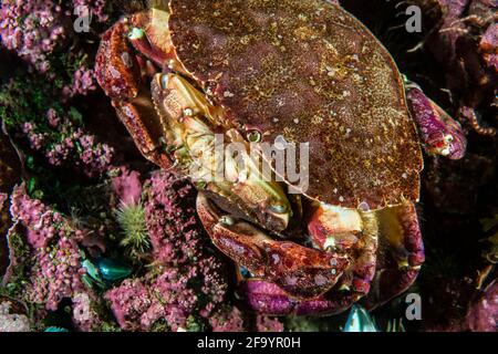 Crabes de roche mâles et femelles de l'Atlantique se accouplant sous l'eau dans le fleuve Saint-Laurent Banque D'Images