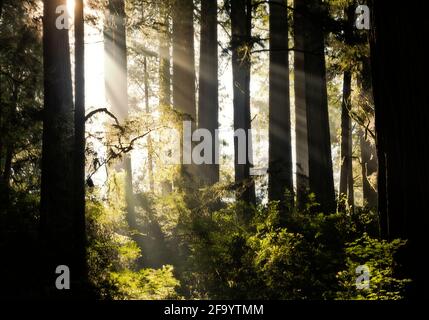 CA03768-00...CALIFORNIE - Rupture de la lumière du soleil à travers une couche de brouillard dans la forêt de redwood le long du sentier Scout de Jedediah Smith Redwoods Pa Banque D'Images