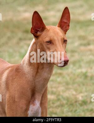 Pharaon Hound Banque D'Images