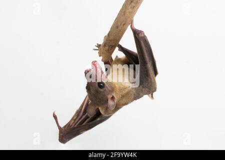 Fruit indonésien à nez court Bat Cynopterus titthaecheilus isolé sur fond blanc Banque D'Images