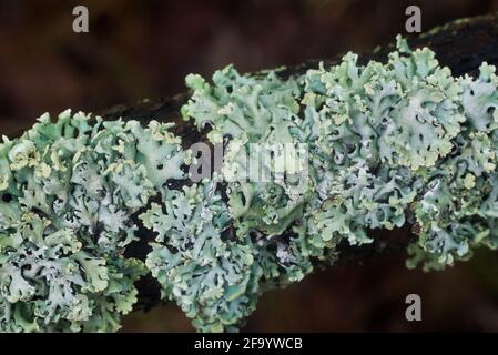 Hypogymnia physodes (lichen à capot de moine) lichen sur branche d'arbre dans la forêt de gros plan foyer sélectif Banque D'Images