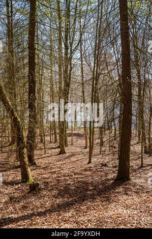 Vue sur une promenade autour du parc national de Talkin Tarn Banque D'Images