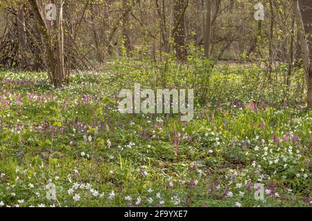 Paysage avec fleurs printanières dans une forêt avec corydalis (Lerchensporn) et anemone de bois (Anemone nemorosa, Buschwindröschen) Banque D'Images