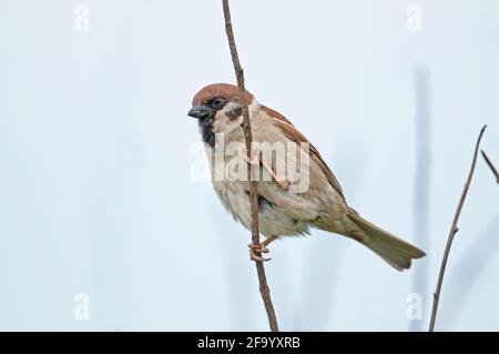 Canard souchet (passer montanus) Banque D'Images