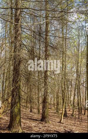 Vue sur une promenade autour du parc national de Talkin Tarn Banque D'Images