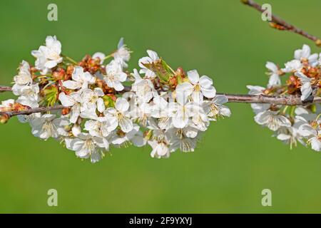 Gros plan sur les cerisiers en fleurs au printemps Banque D'Images