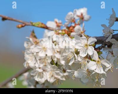 Gros plan sur les cerisiers en fleurs au printemps Banque D'Images