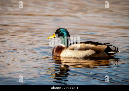 Vue sur une promenade autour du parc national de Talkin Tarn Banque D'Images