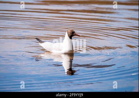 Vue sur une promenade autour du parc national de Talkin Tarn Banque D'Images