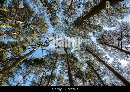 Vue sur une promenade autour du parc national de Talkin Tarn Banque D'Images