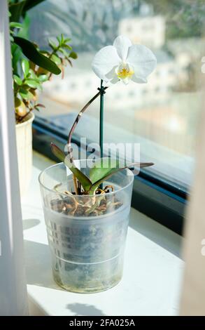 orchidée blanche dans une casserole sur le rebord de la fenêtre. plantes de maison Banque D'Images