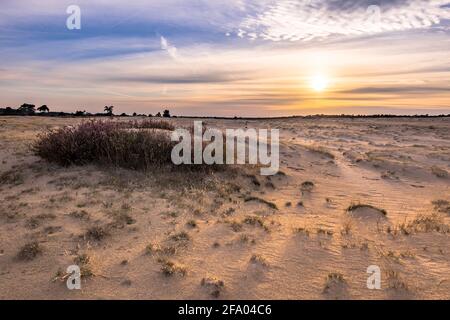 Paysage de bruyère en pleine floraison paysage de la lande dans le parc national Hoge Veluwe, province de Gelderland, pays-Bas. Paysage scène de la nature en Europe. Banque D'Images