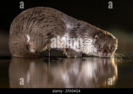 Européen Otter (Lutra lutra) en eaux peu profondes la nuit dans le parc national de Kiskunsagi, Pusztaszer, Hongrie. Février. La loutre eurasienne a un mainl de régime Banque D'Images