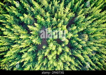 Vue de drone de la forêt de pins formant des patrons dans la nature Balingup, Australie occidentale. Banque D'Images