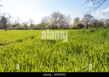 champ de maïs fraîchement semé au printemps avec une couleur verte fraîche et un verger de fruits en fleur en arrière-plan. Lumière du jour ensoleillée et paysage agricole dans SC Banque D'Images