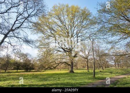 Freestanding large old oak tree with a few first leaves in the spring time in the middle of an green meadow with a path in the corner of the picture i Banque D'Images
