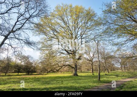 Grand vieux chêne sur pied avec quelques premières feuilles au printemps, au milieu d'un vert pré avec un chemin dans le coin de la photo je Banque D'Images