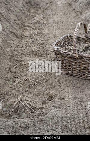 Rangée avec jeunes asperges et panier Banque D'Images