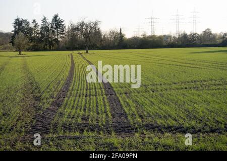 champ de maïs fraîchement semé au printemps avec une couleur verte fraîche et une chenille de tracteur fraîche dans le sol. Lumière du jour ensoleillée et paysage agricole à Schw Banque D'Images