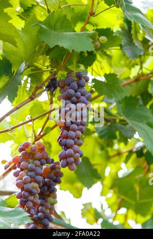 Raisin rouge poussant sur le vin dans le vignoble. Récolte de fruits de raisin mûrs dans la nature pour la nourriture et la vigne en automne. Banque D'Images