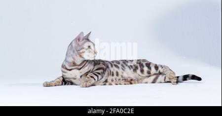 Le chat Bengale argenté adulte se trouve sur le sol d'un arrière-plan lumineux en studio Banque D'Images