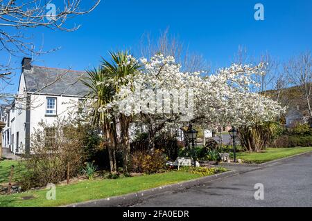 Chou, Cordyline Australis, arbre poussant à côté de Cherry Tree à Donegal - Irlande. Banque D'Images