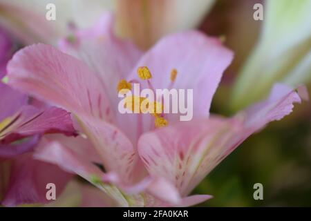 Bouquet de fleurs d'Alstroemeria rose. Mise au point sélective. Banque D'Images