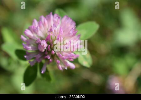 Le trèfle en fleurs sur un pré vert sur une journée ensoleillée. L'herbe et des fleurs dans le domaine de l'été. Nature arrière-plan flou. Profondeur de champ. Cop Banque D'Images