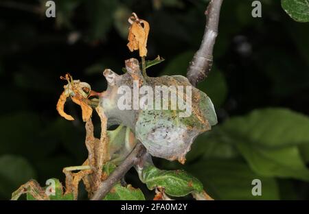 Yponomeuta ou anciennement Hyponomeuta malinellus l'hermine de pomme, est un papillon de la famille des Yponomeutidae parasites dans les vergers. Banque D'Images