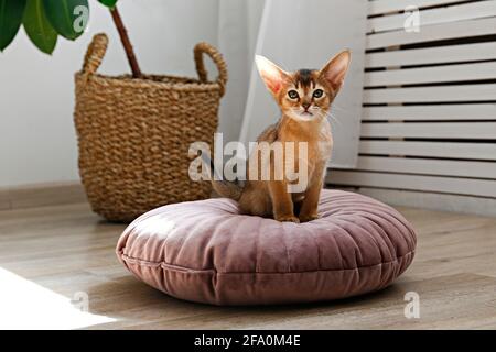 Chat abyssinian à la cannelle âgé de deux mois à la maison. Beau petit chaton à poil court et poil de race sur un coussin dans le salon. Gros plan, espace de copie, arrière-plan, Banque D'Images