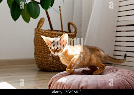 Chat abyssinian à la cannelle âgé de deux mois à la maison. Beau petit chaton à poil court et poil de race sur un coussin dans le salon. Gros plan, espace de copie, arrière-plan, Banque D'Images