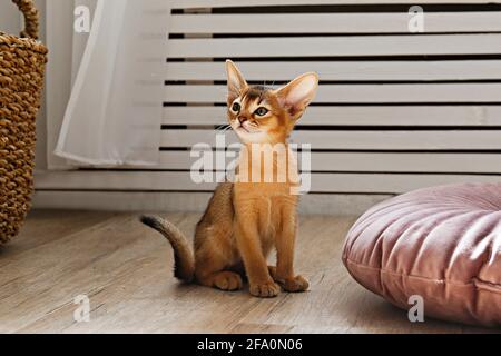 Chat abyssinian à la cannelle âgé de deux mois à la maison. Beau petit chaton à poil court et poil de race sur un coussin dans le salon. Gros plan, espace de copie, arrière-plan, Banque D'Images