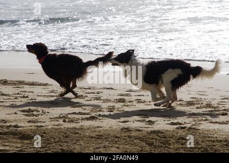 Deux chiens courant et jouant sur la plage – chien noir et Border Collie poursuivant le long du rivage sablonneux avec les vagues de l'océan Banque D'Images