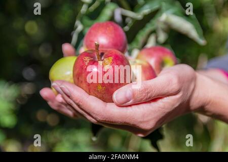 Gros plan d'une femme portant des pommes sauvages sur elle mains dans le jardin Banque D'Images