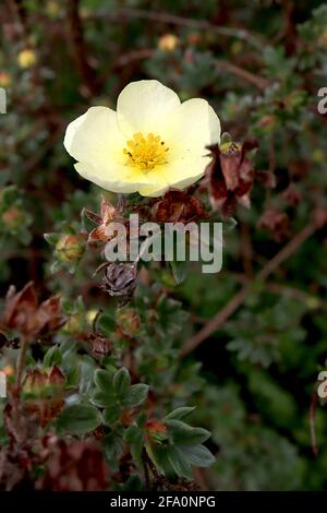 Halimium libanotis Rock rose – fleurs en forme de bol jaune pâle et très petites feuilles pennées vertes poilues, avril, Angleterre, Royaume-Uni Banque D'Images